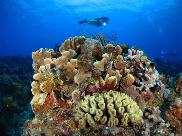 Buceo en la isla de Cozumel