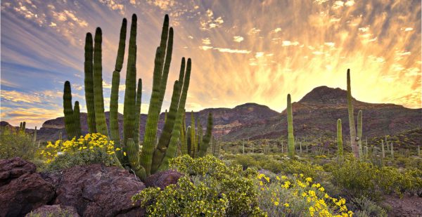 Desierto de Sonora