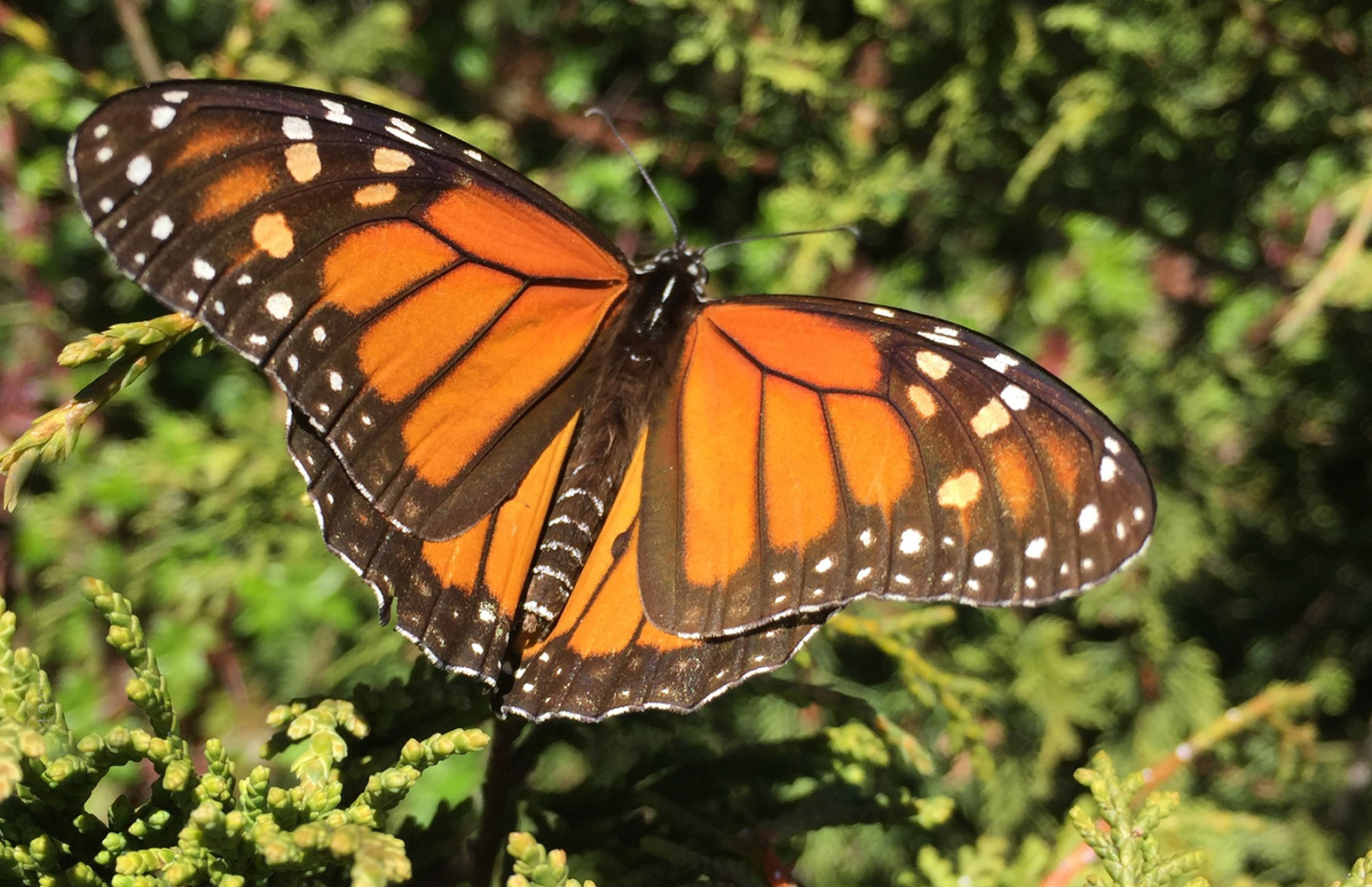 La Mariposa Monarca, Un Hermoso Espectáculo Natural - En México