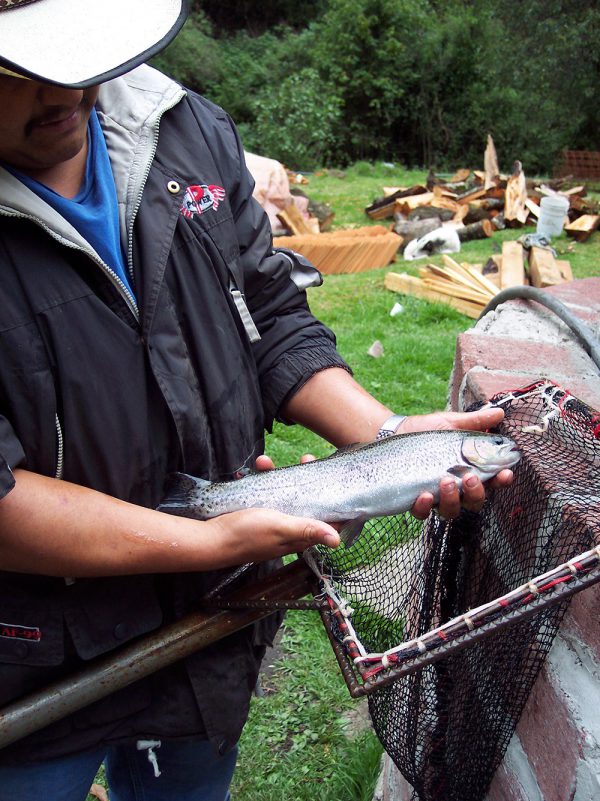 Truchas recién pescadas