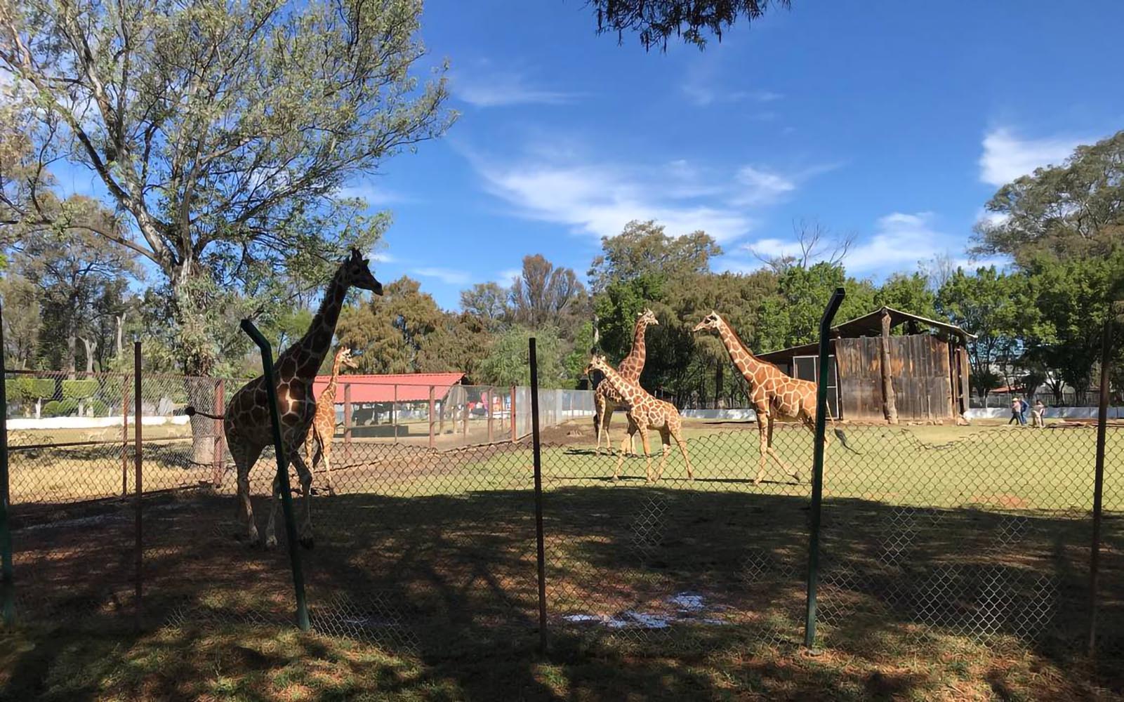 Zoológico de Morelia, un oasis en la ciudad En México